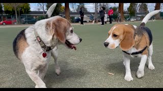 Oliver meets 30 other beagles 4K [upl. by Attenod550]