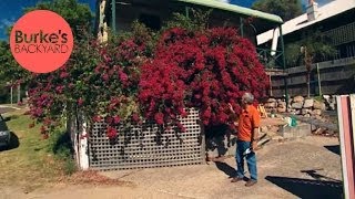 Burkes Backyard How to Keep A Bougainvillea Flowering [upl. by Ahsietal]