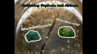 How To Culture Daphnia and Moinas using Green Water Spirulina powder [upl. by Cuda]