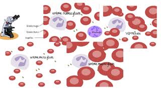 Comprendre les analyses sanguines [upl. by Claudetta]