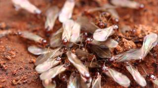 Termites Signs and prevention tips [upl. by Atilol]