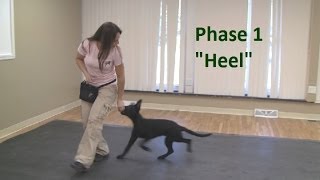 How to Train a Dog to quotHeelquot K91com [upl. by Ailimaj]