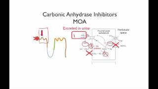 Carbonic Anhydrase Inhibitors [upl. by Washington]