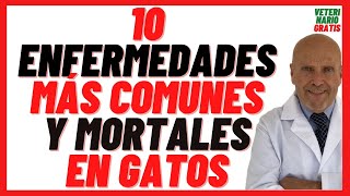 🔴 Las 10 Enfermedades más Comunes y Mortales en los Gatos 🔴Que Enfermedades Tienen los Gatos Caseros [upl. by Irtemed315]