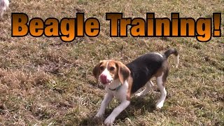 Training a Beagle To Hunt Rabbits [upl. by Zohara]