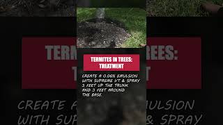 Termites in Trees  Part 2 Treatment DIY Termite Control [upl. by Aninahs]