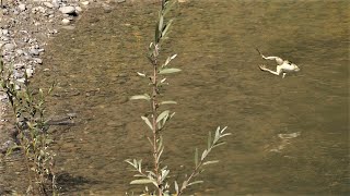 Frösche fliehen mit weitem Sprung vor Ringelnatter Frogs flee from grass snakes with long leaps [upl. by Willette]