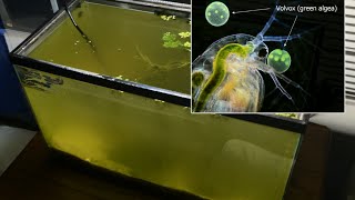 Raising Daphnia for the Freshwater Aquarium [upl. by Ethelred]