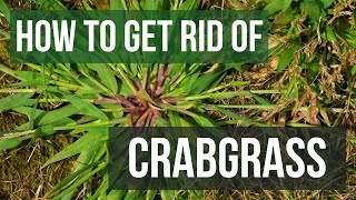 How to Get Rid of Crabgrass 4 Easy Steps [upl. by Annoiek]