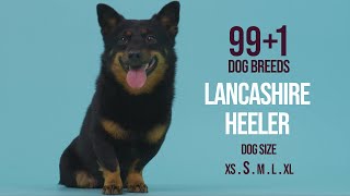 Lancashire Heeler  991 Dog Breeds [upl. by Aramenta]