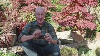 Planting and caring tips for Acer Japanese Maple [upl. by Jehoash]