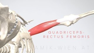 Quadriceps Rectus Femoris 3D Animation [upl. by Gereld448]