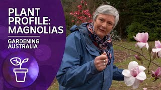 Plant Profile Caring and Planting Magnolias [upl. by Sudnor]