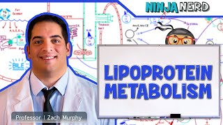 Metabolism  Lipoprotein Metabolism  Chylomicrons VLDL IDL LDL amp HDL [upl. by Sac]