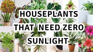 17 houseplant that can survive darkest corner of your house  The Best Low Light Houseplants [upl. by Liamsi]