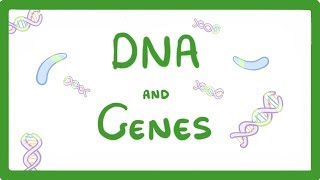 GCSE Biology  DNA Part 1  Genes and the Genome 63 [upl. by Diann]