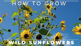 Wild Sunflower  Complete Grow and Care Guide [upl. by Flanigan543]