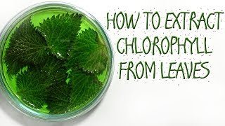 HOW TO EXTRACT CHLOROPHYLL FROM LEAVES [upl. by Nnylakcaj640]