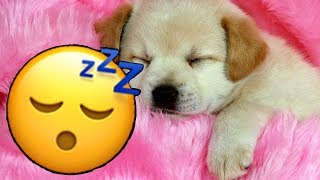 💤🐶 MÚSICA para DORMIR  RELAJAR a PERROS en 5 MINUTOS  SIN ANUNCIOS Y FUNCIONA ✅ 💤 [upl. by Anilatac]