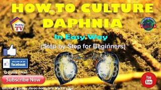 HOW TO CULTURE DAPHNIA In Easy Way [upl. by Thursby]