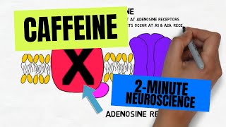 2Minute Neuroscience Caffeine [upl. by Goulet157]