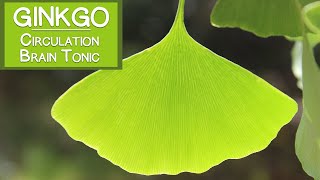 Ginkgo Biloba Leaf Circulatory Stimulant and Brain Tonic [upl. by Agrippina]