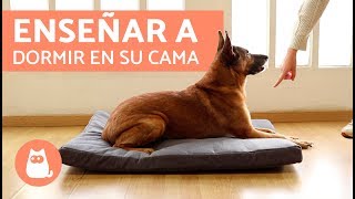 Enseñar a mi PERRO a dormir en su CAMA [upl. by Lekcar]