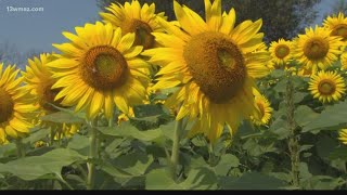 Why do sunflowers follow the sun [upl. by Aihppa]