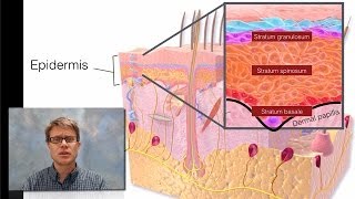 Integumentary System [upl. by Admana]