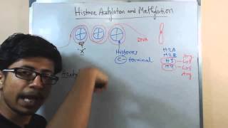 Histone acetylation and methylation [upl. by Vharat]