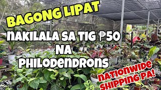 BAGONG LIPAT NAKILALA SA TIG P50 NA PHILODENDRONS [upl. by Ailalue823]